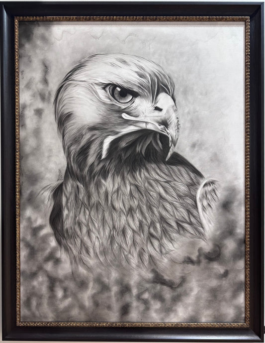 Arabian Falcon