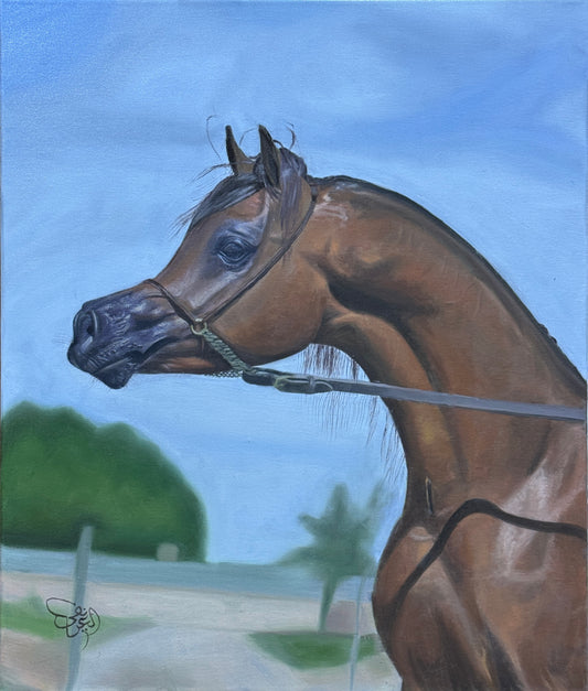 Arabian Horse