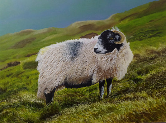 Sheep
